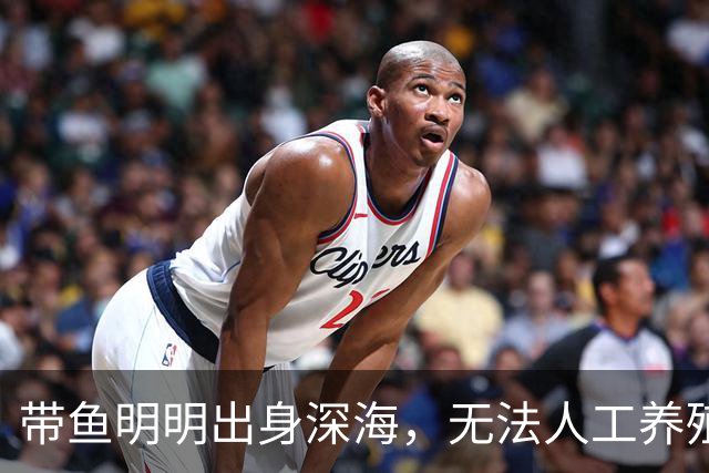 带鱼明明出身深海，无法人工养殖，为什么成了便宜的平民海鲜？